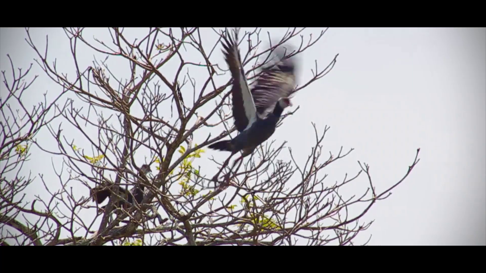 Necoclí Avistamiento de Aves